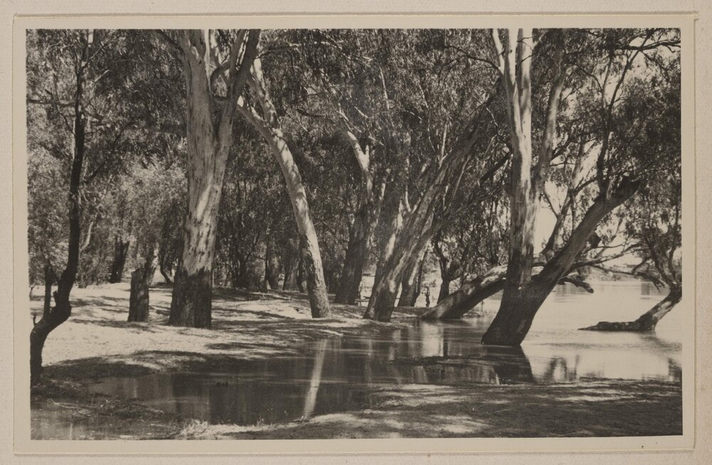 River Red Gums - Mildura [Victoria]