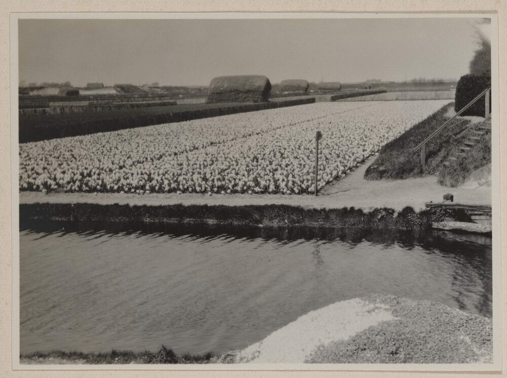 Hyacinth bulbs near Sassanheim, Holland