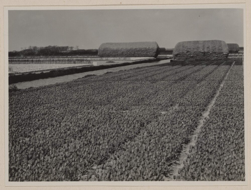 Tulip bulbs near Sassanheim, Holland