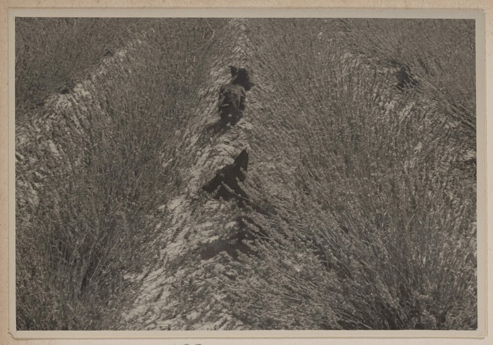 [Lavender at Westerfield]