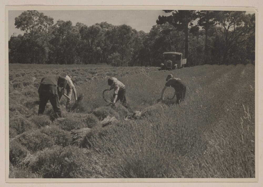[Harvesting lavender at Westerfield]