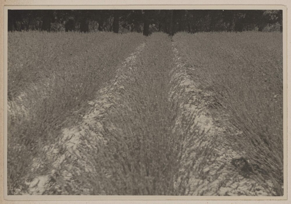 [Lavender at Westerfield]