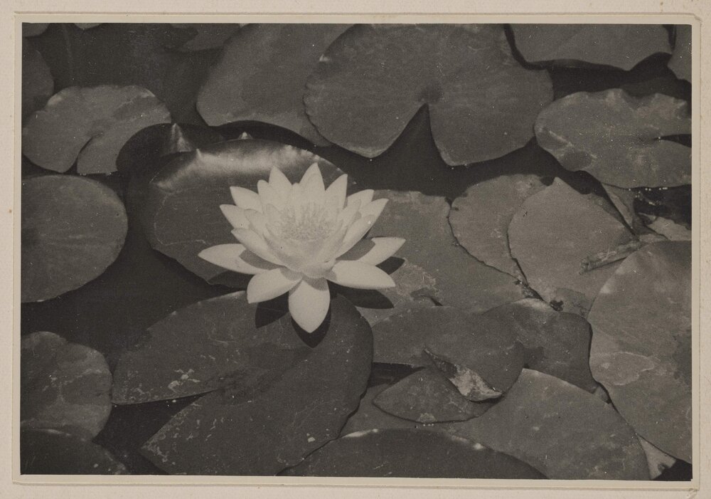 [Water Lily]