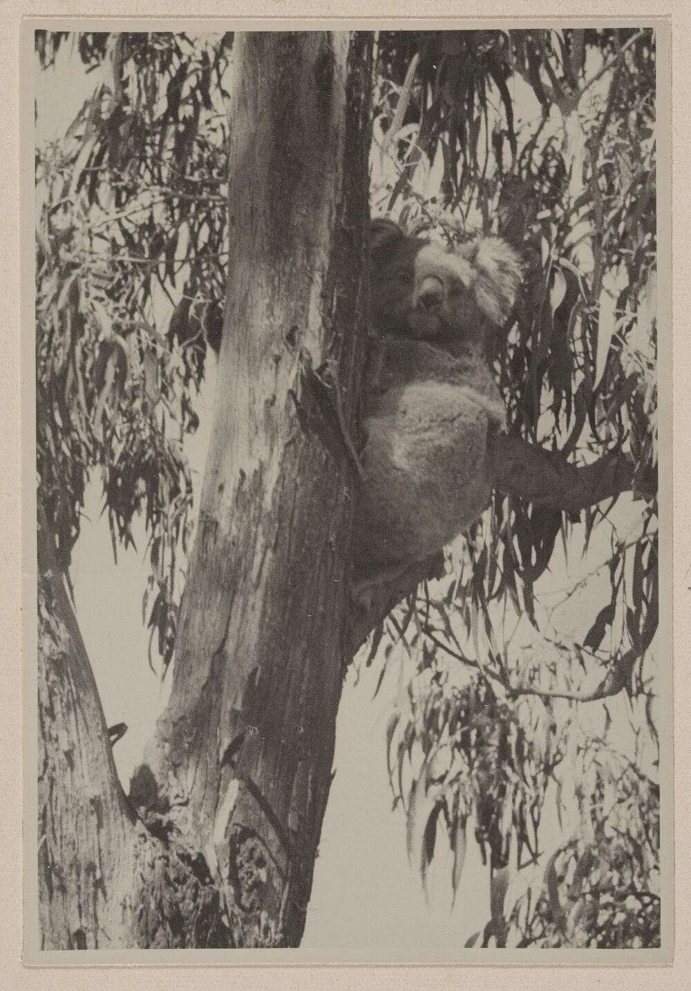[Koala in tree at] Frankston Golf Links