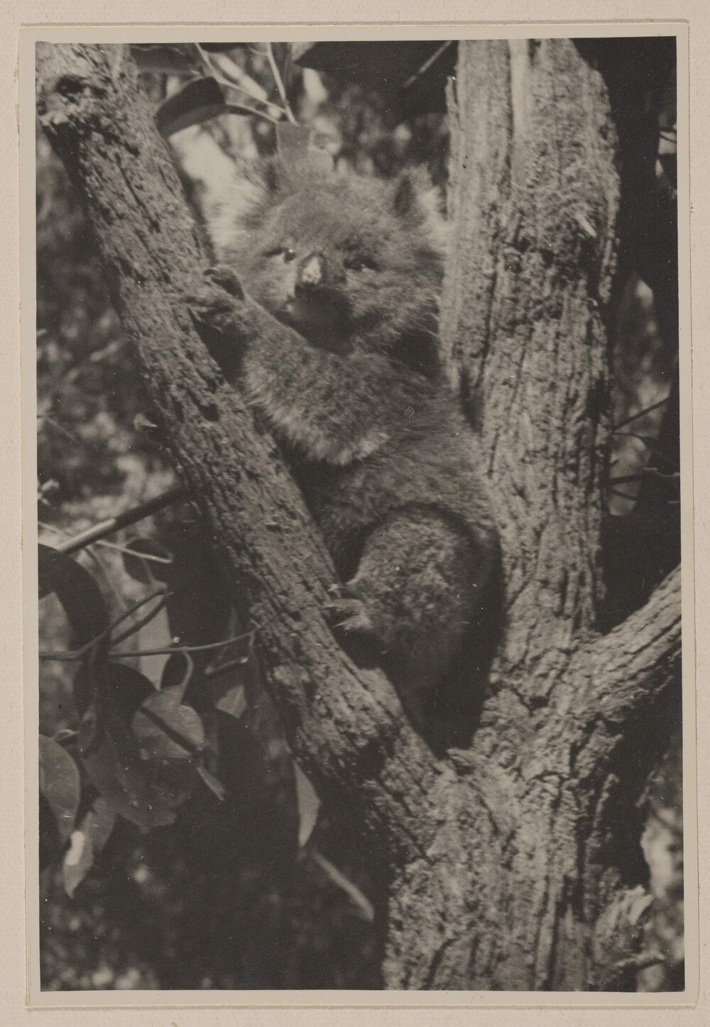 [Koala in tree at] Frankston Golf Links