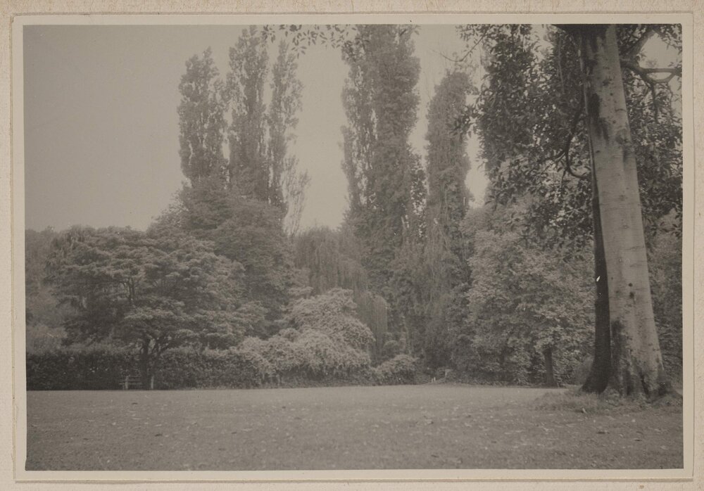 [Tall trees, shrubs and bushes]