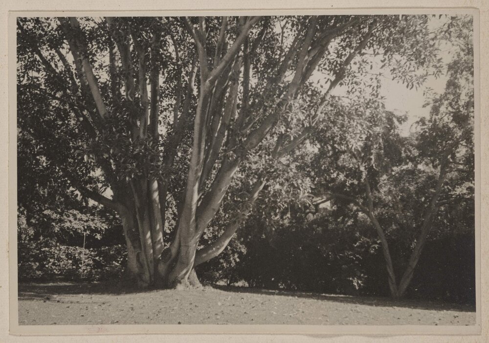 [Tree with multiple trunks]