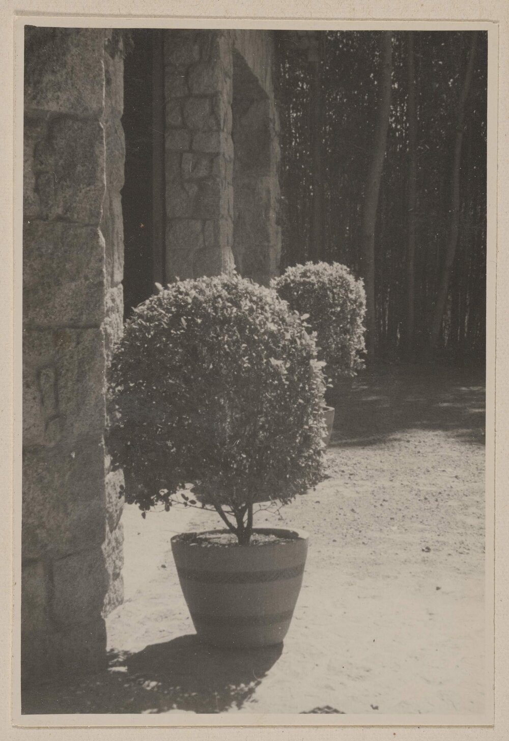 [Potted shrubs at entrance to Miegunyah]