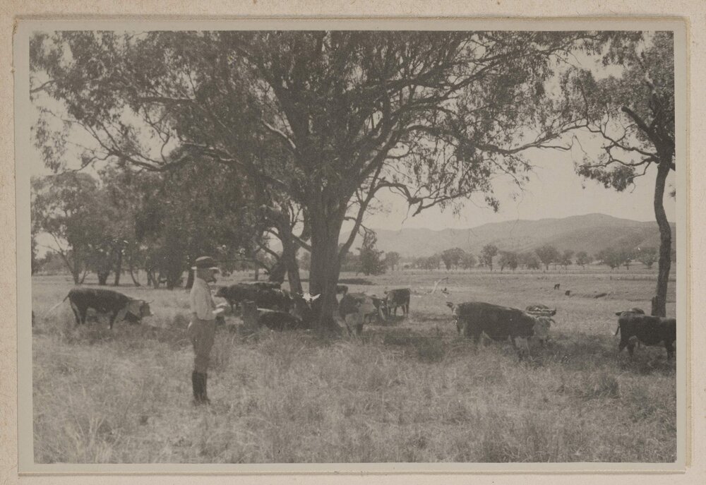 [Man with cattle - Colly Creek, Quirindi]
