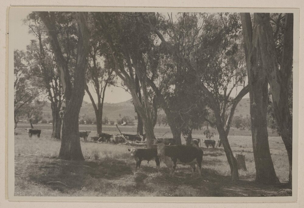 [Cattle - Colly Creek, Quirindi]