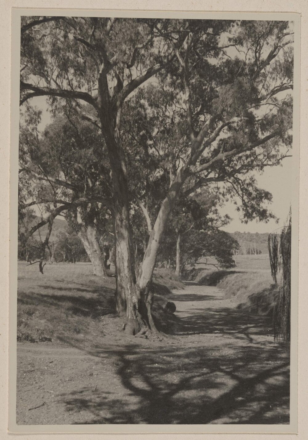 [Colly Creek, Quirindi]