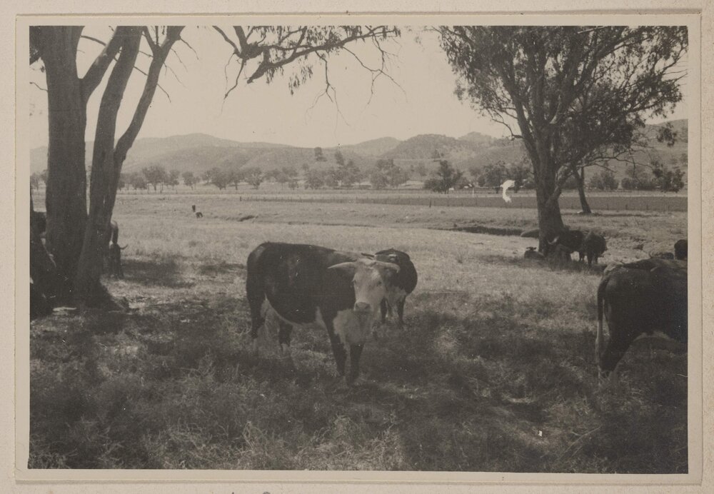 [Colly Creek, Quirindi]