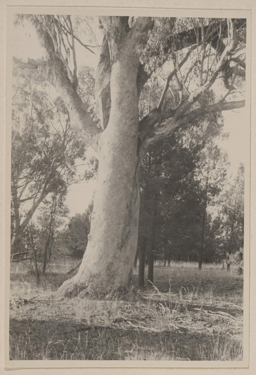 [Colly Creek, Quirindi]