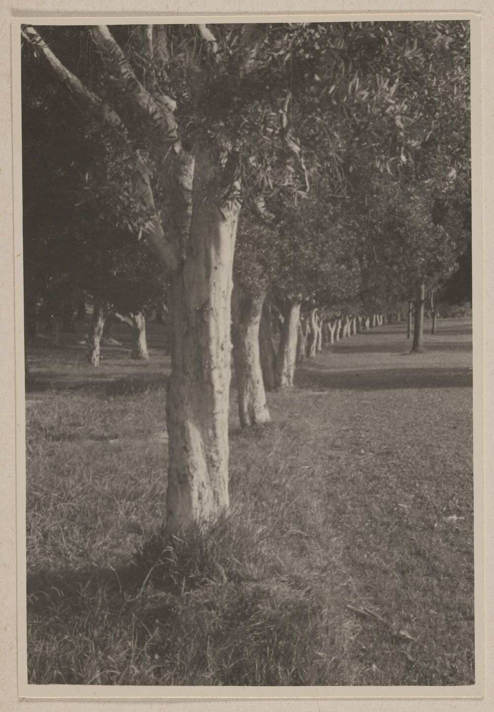 Melaleucas - Centennial Park, Sydney