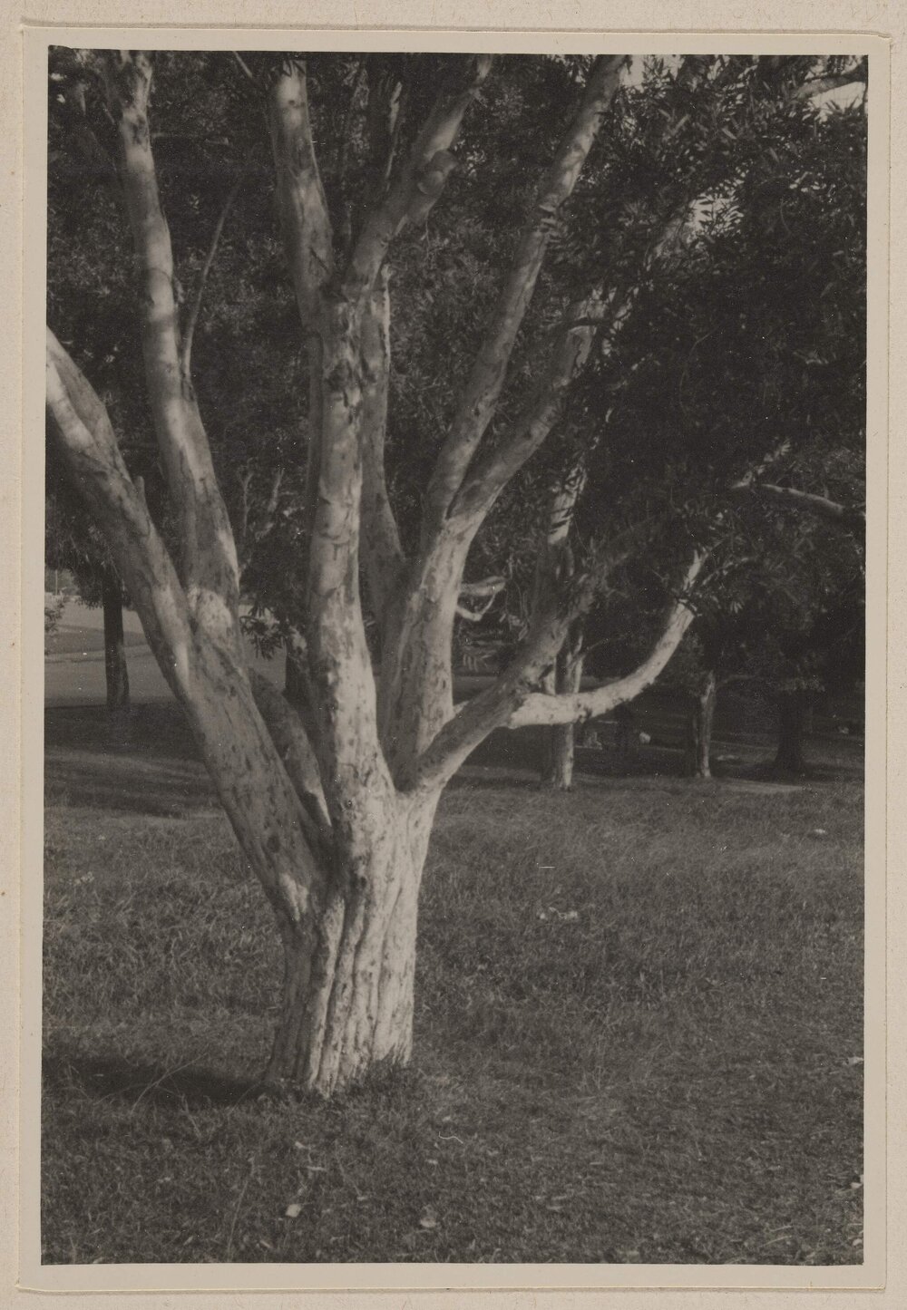 [Melaleucas - Centennial Park, Sydney]