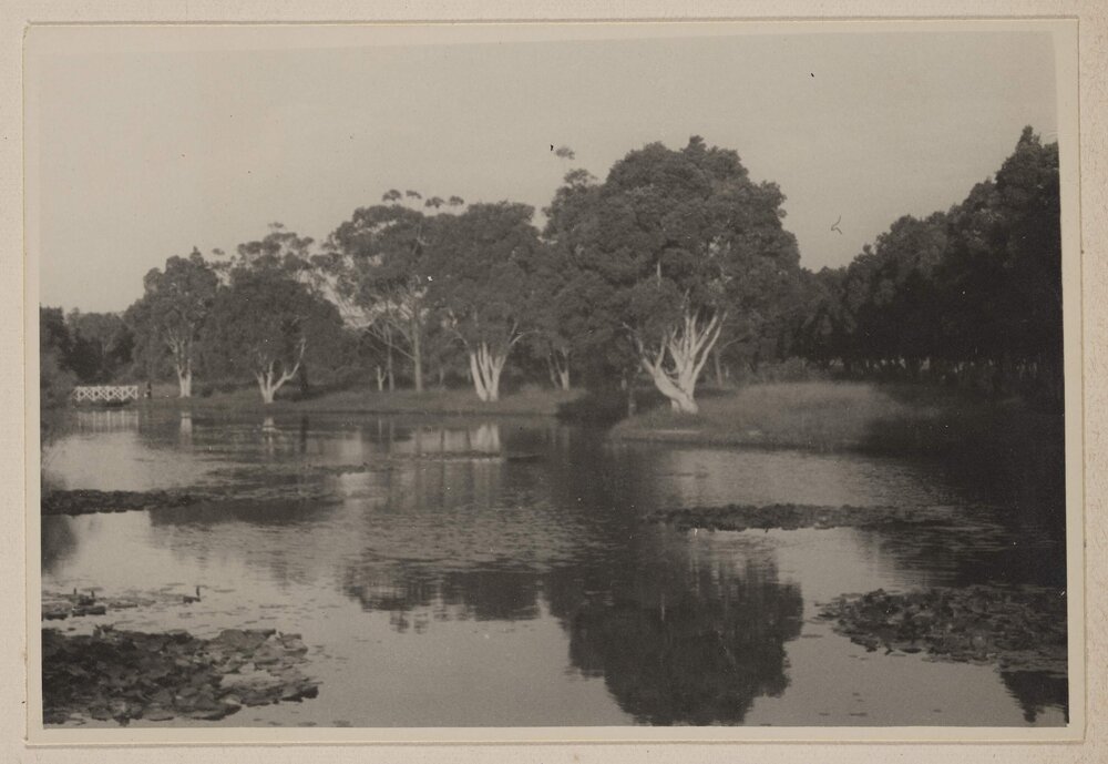 [Melaleucas - Centennial Park, Sydney]