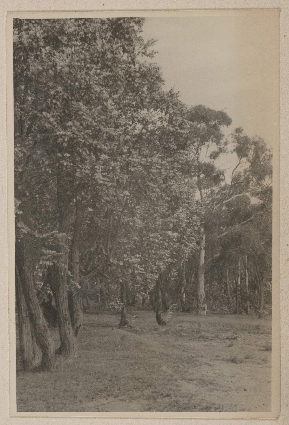 E.Cinerea - Paddy's River