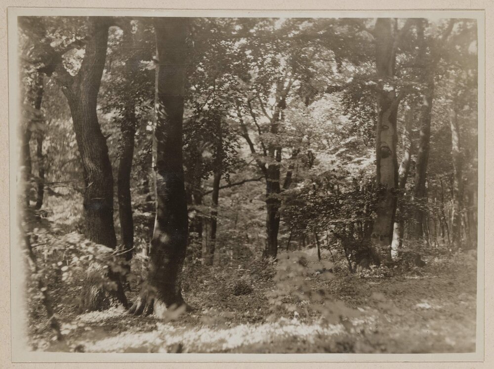 Beech woods near Budapest