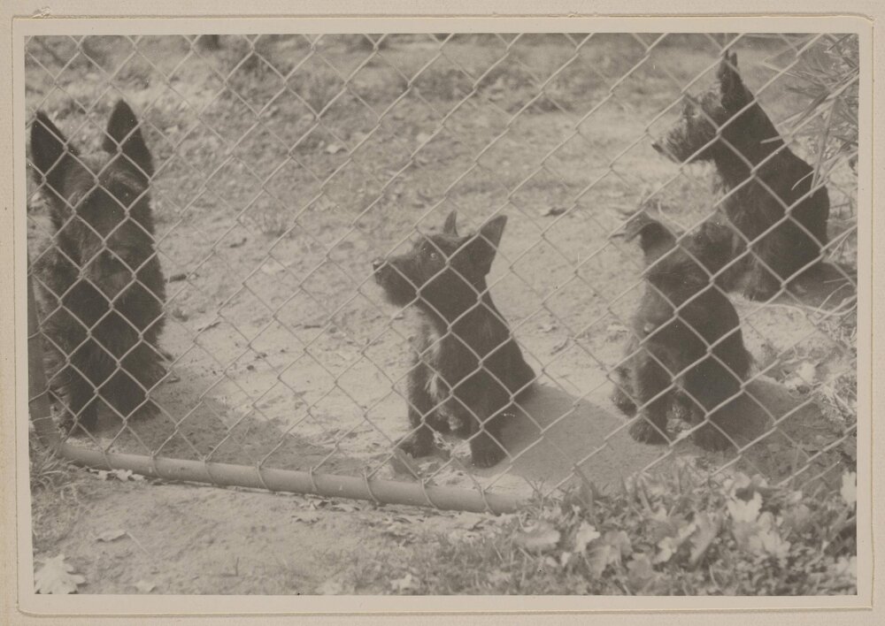 Miegunyah [four dogs]