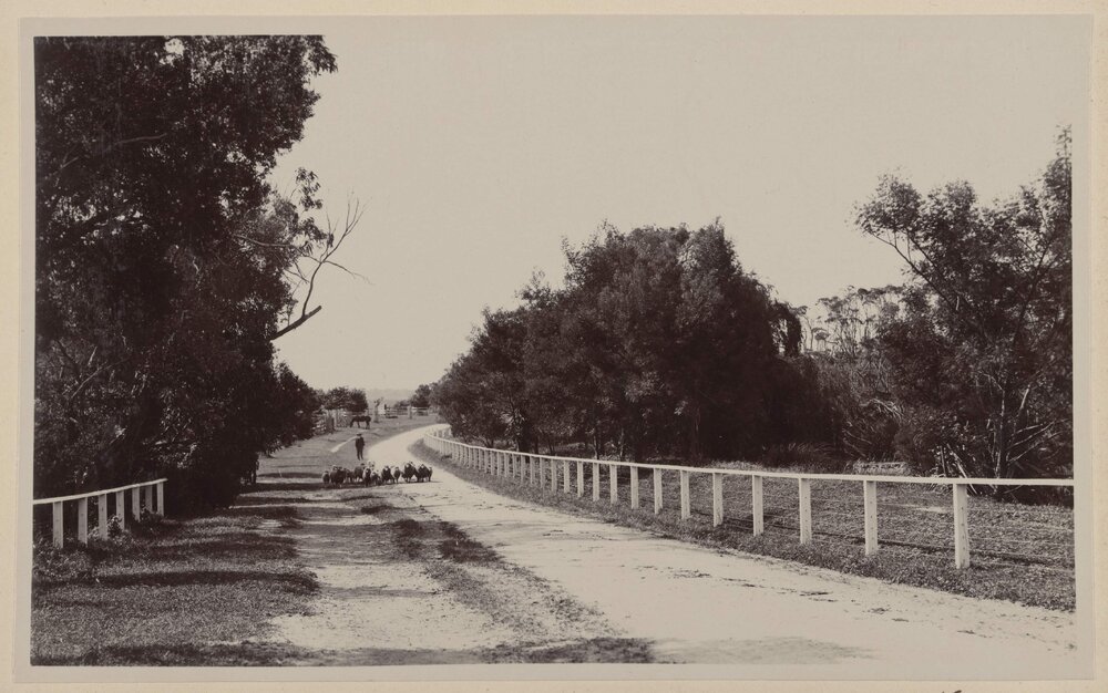 Looking down the drive