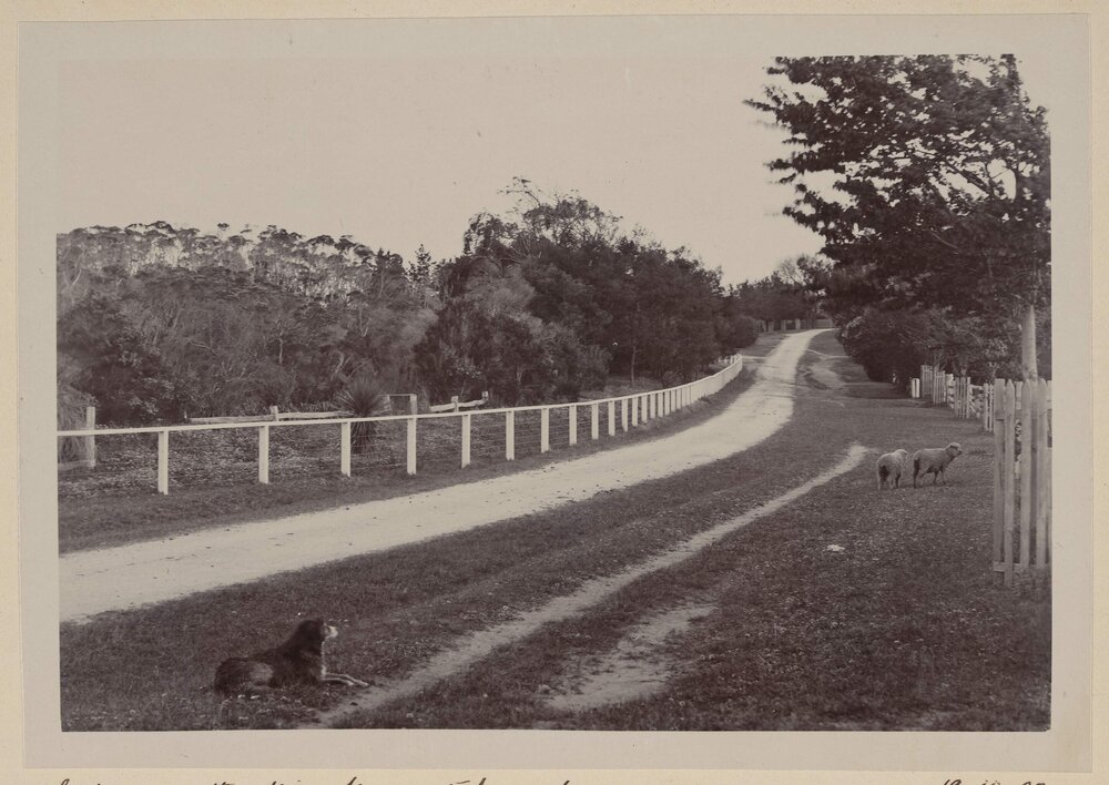 Looking up the drive from stock yards