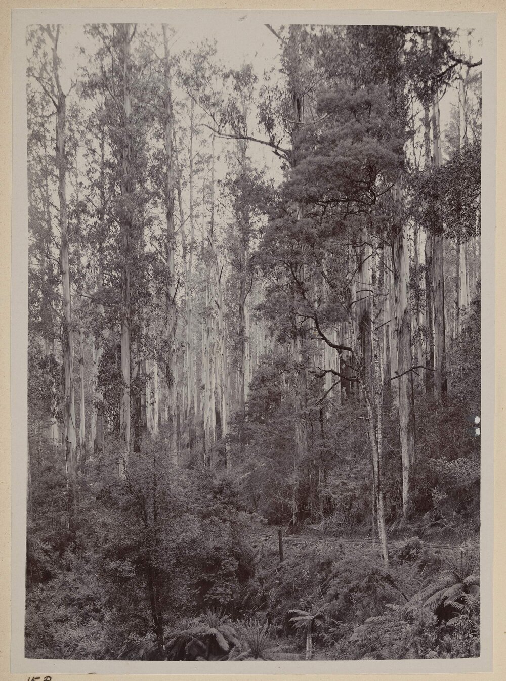 [Tall trees forest and ferns in foreground]