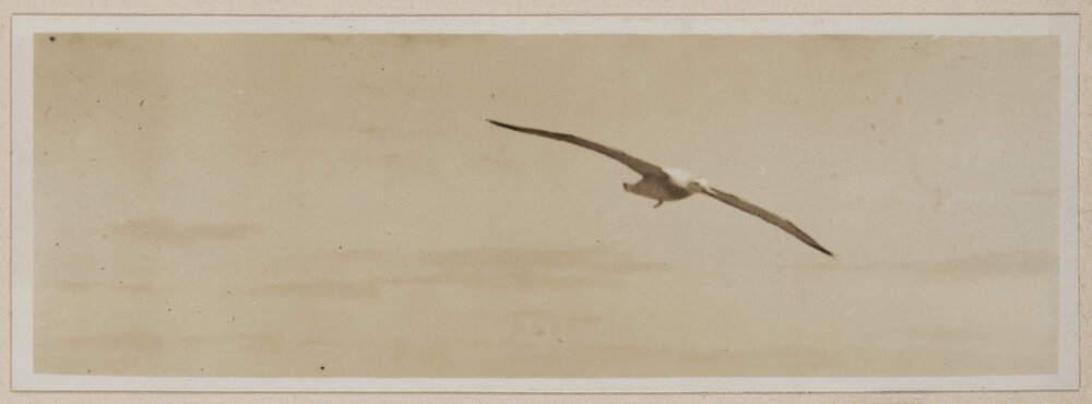 Albatrosses in the Bight