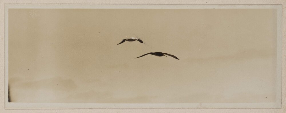 Albatrosses in the Bight