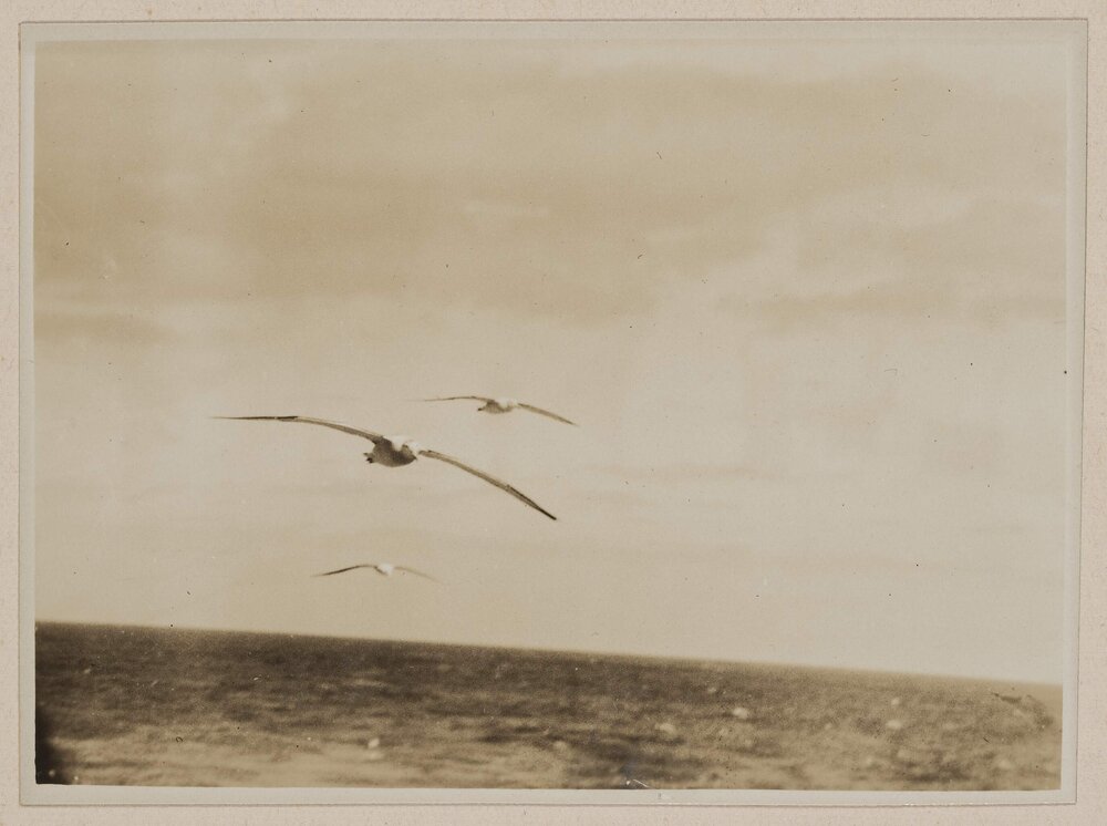 Albatrosses in the Bight