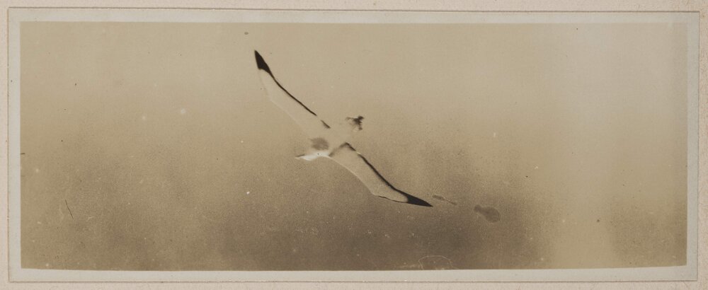 Albatrosses in the Bight