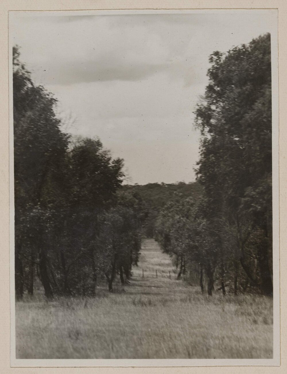 [View of rows of planted trees]