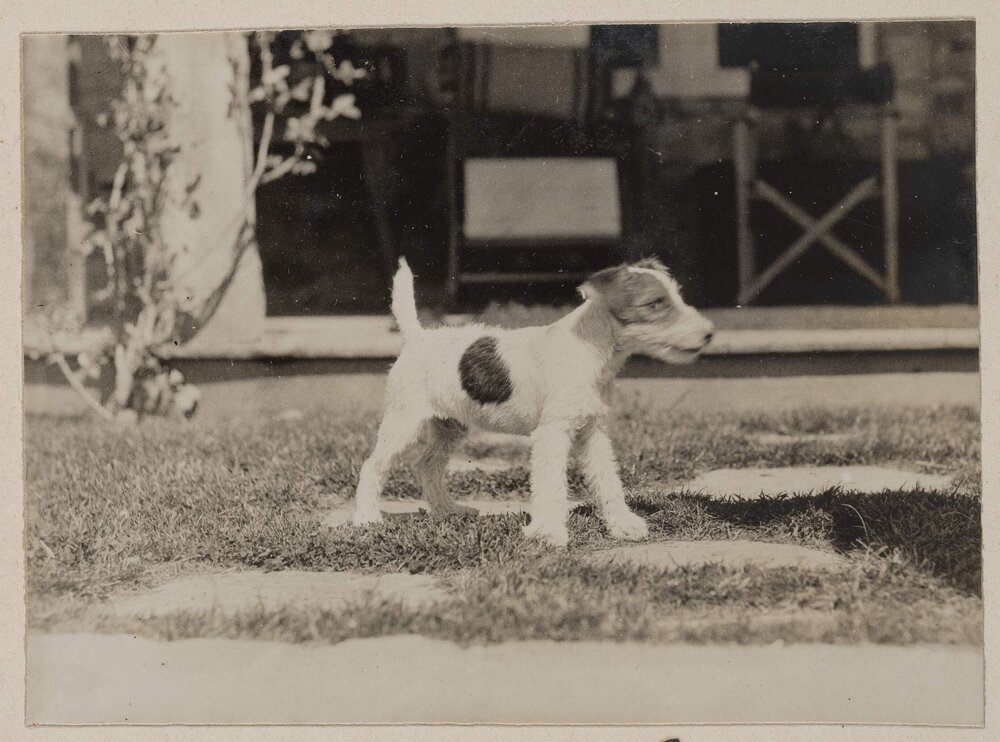 [White terrier dog on grass]
