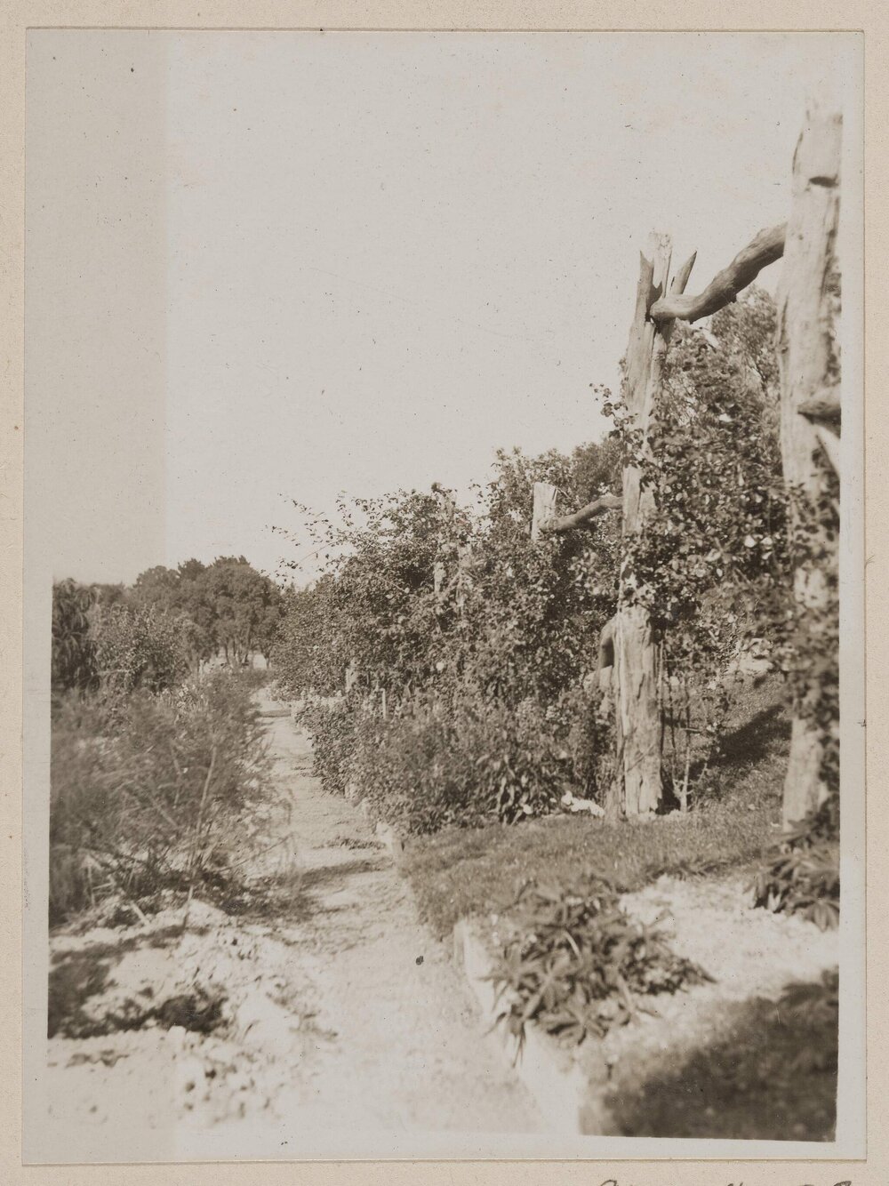 [Plants growing over fence]