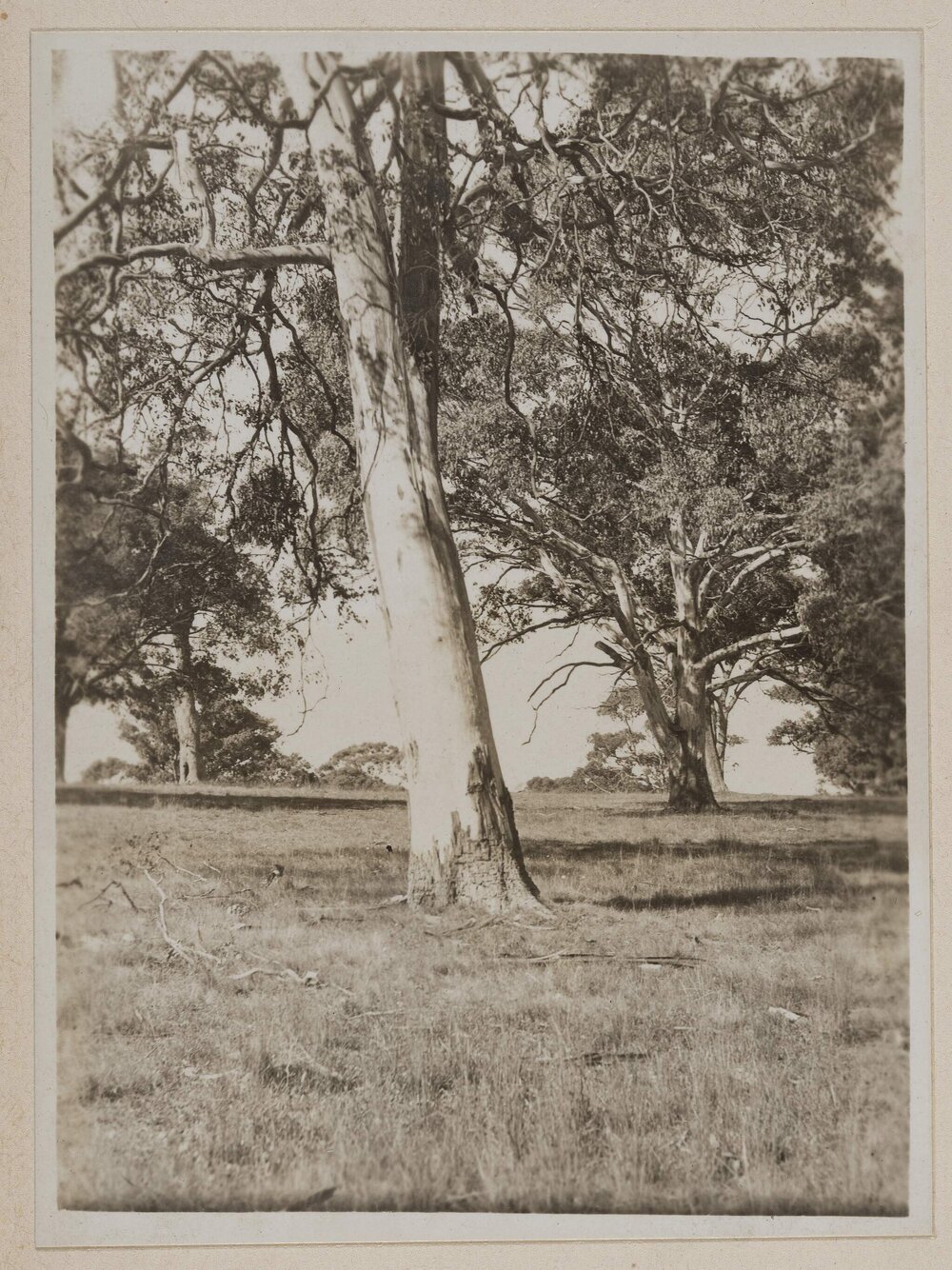 [Tree trunk in paddock]