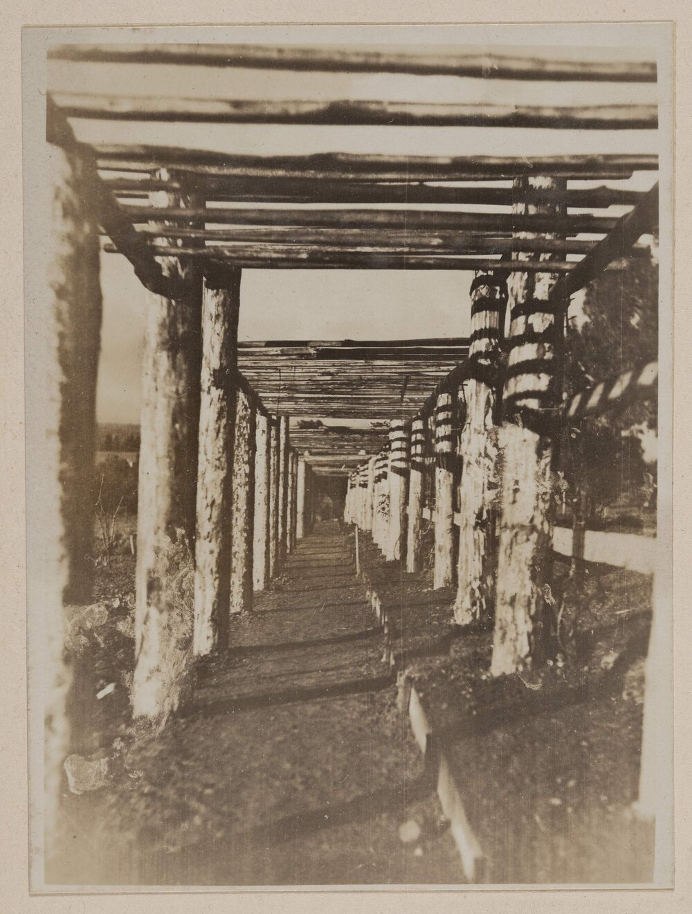 [Bare walkway arbour]