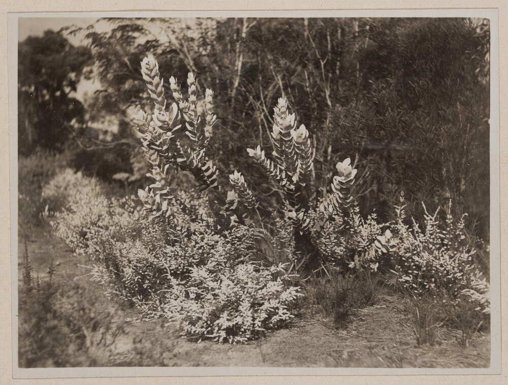 Frankston Golf Course