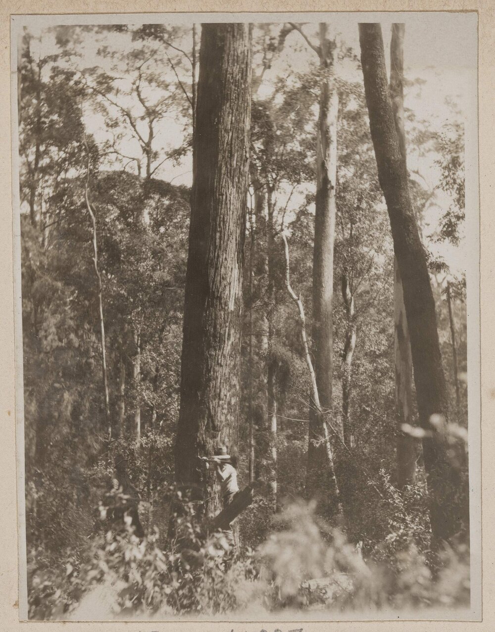 Felling and logging tallowwood - Langley Vale, N.S.W.