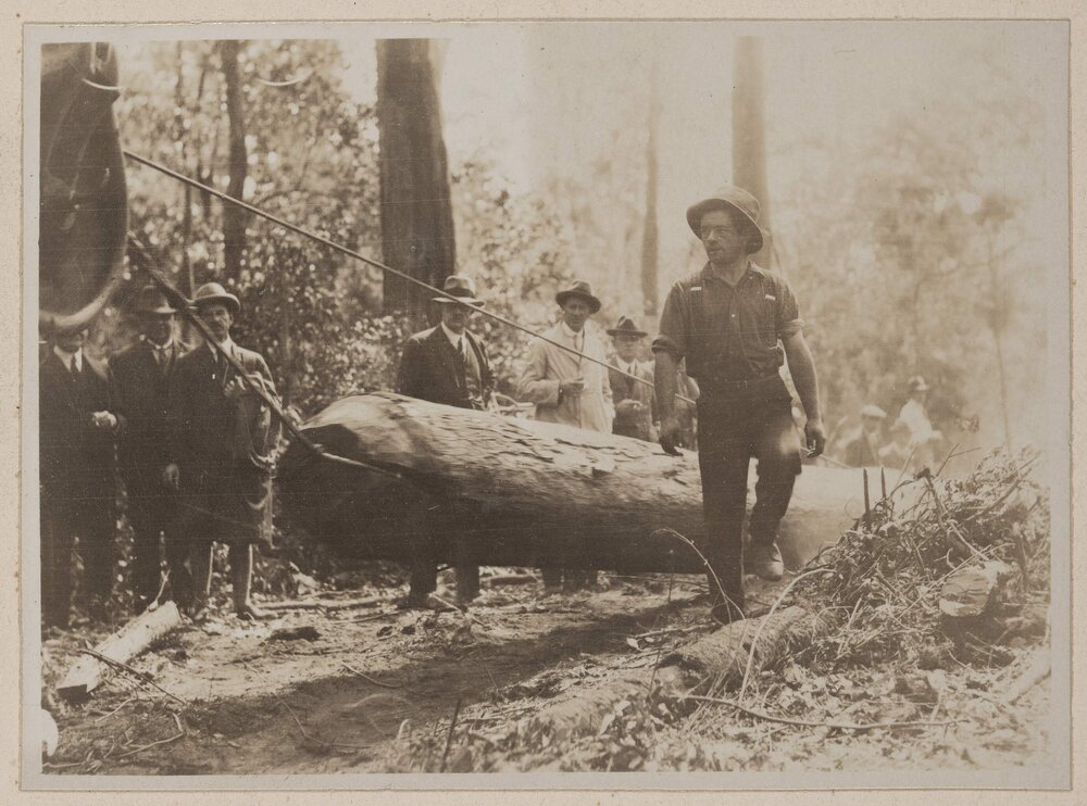 Felling and logging tallowwood - Langley Vale, N.S.W.