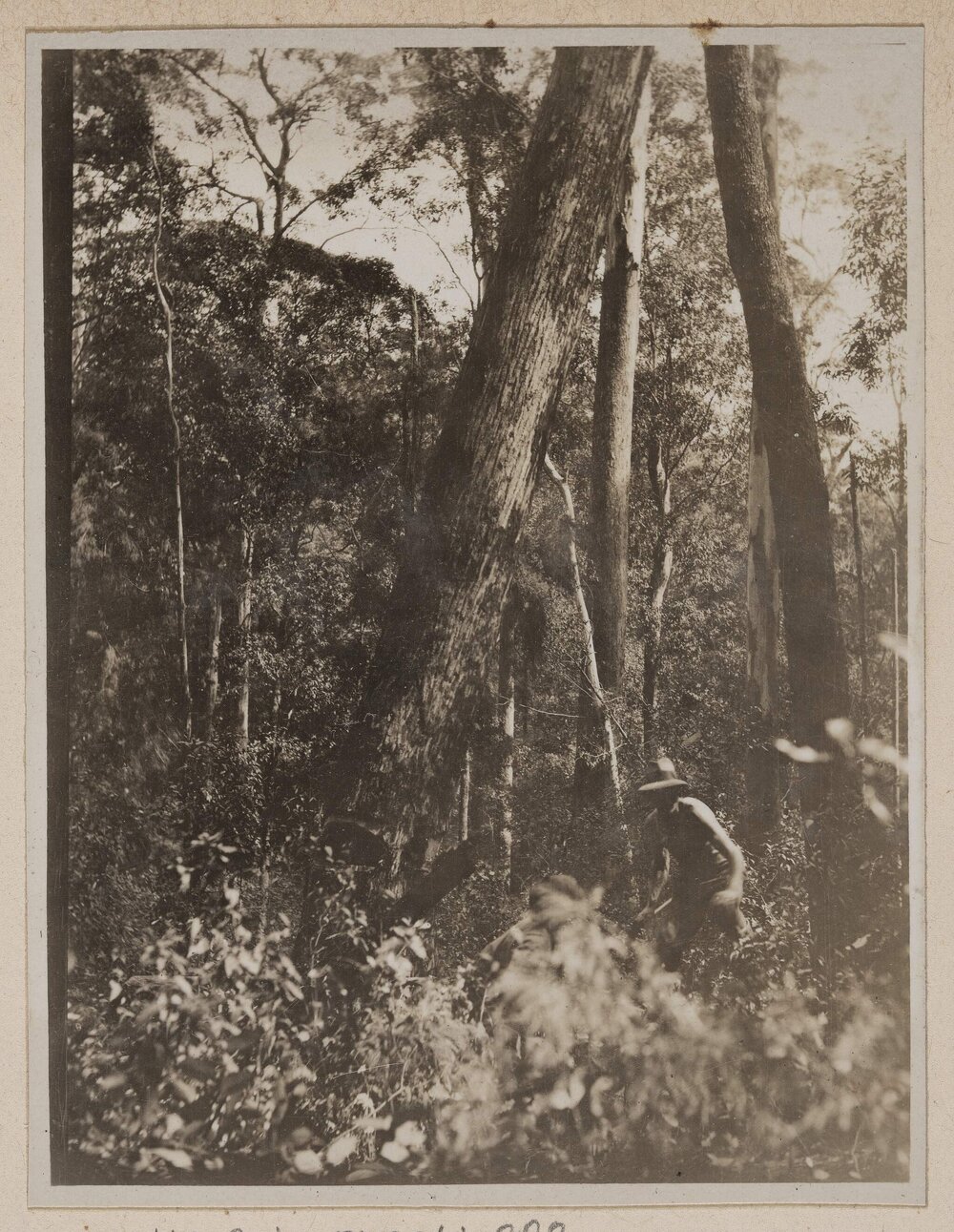 Felling and logging tallowwood - Langley Vale, N.S.W.