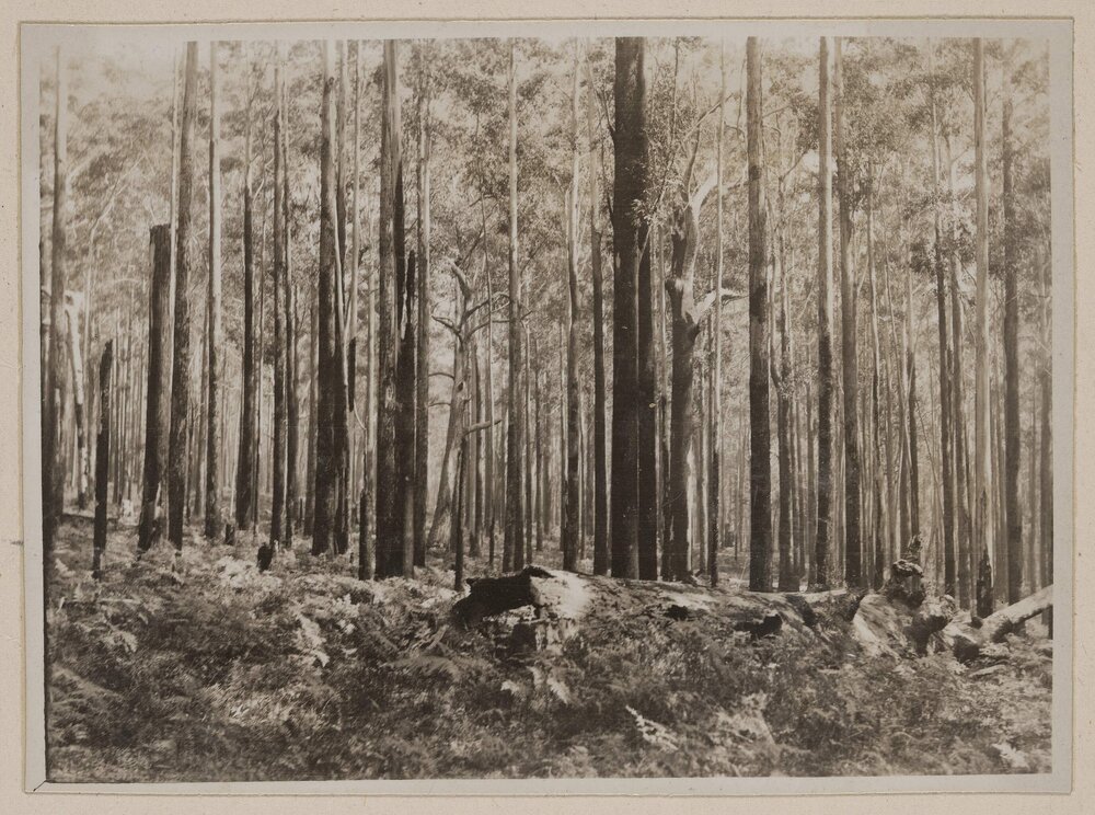 Stands of Euc. Pilularis at Coopernook, N.S.W.