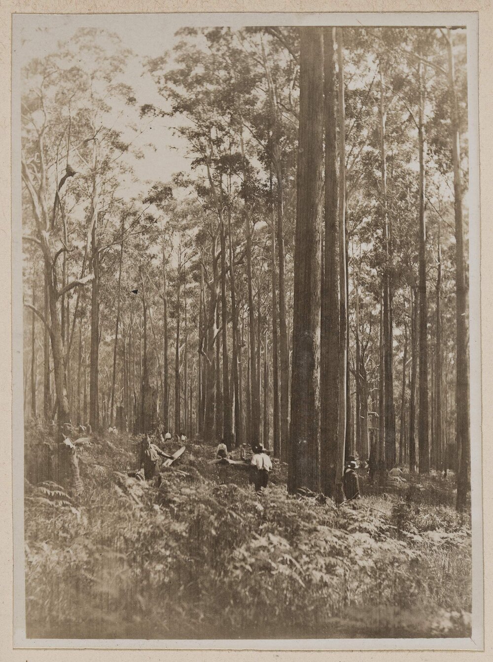 [Stands of Euc. Pilularis at Coopernook, N.S.W.]