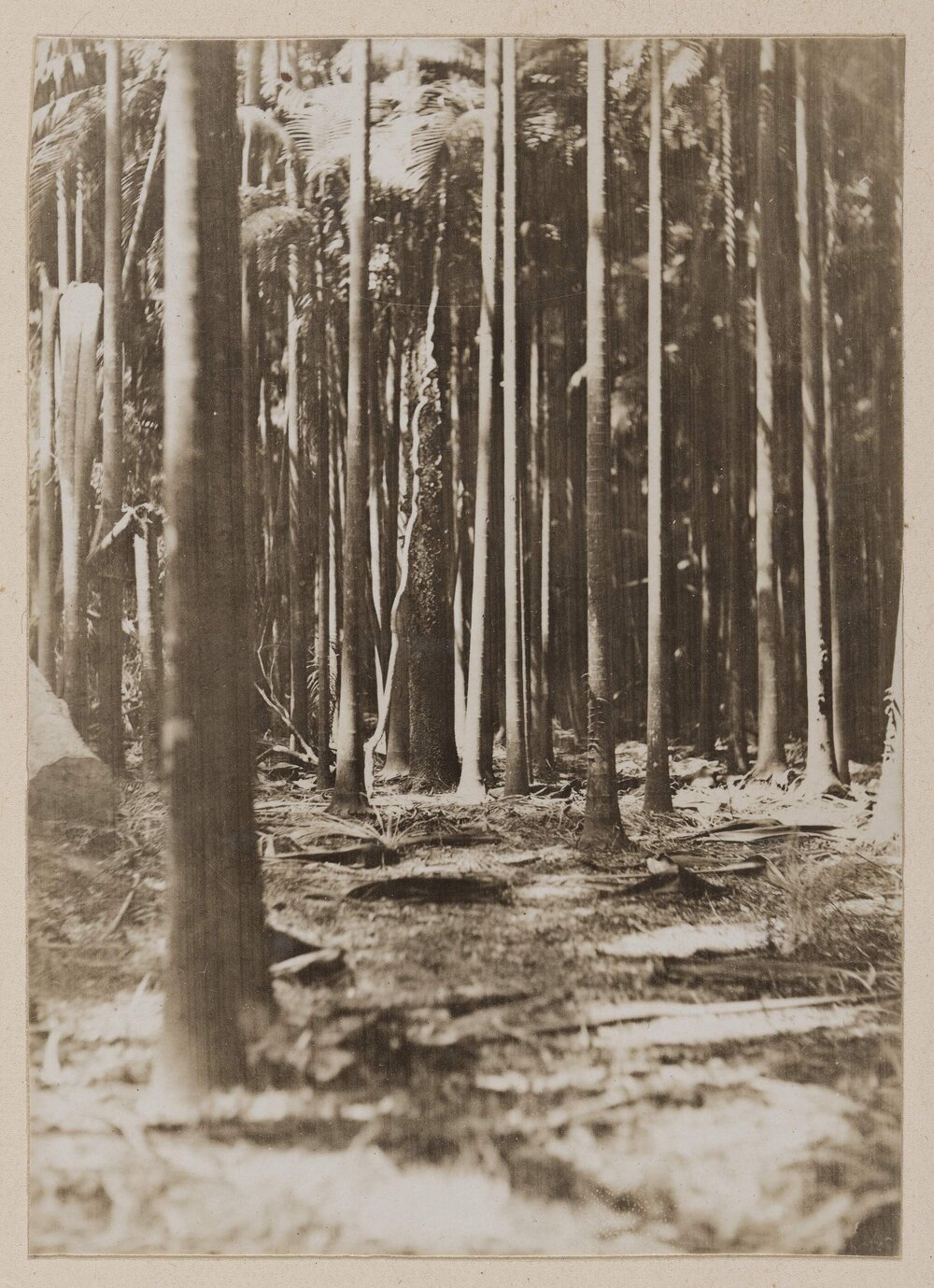 Livistona palms at Stotts Island, Tweed River