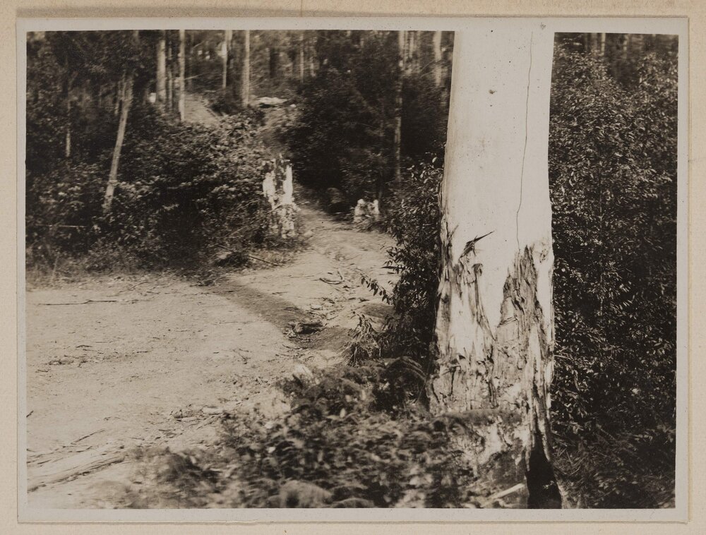 [Bushland path]