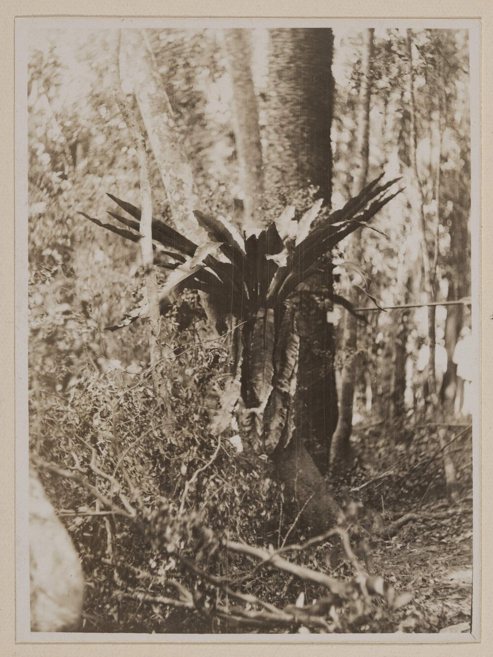 [Staghorn fern]