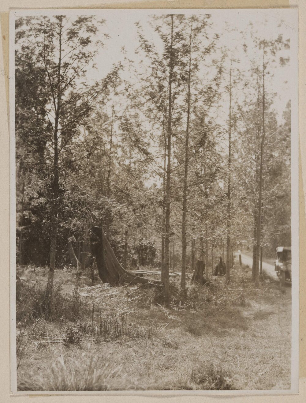 [Motor car on bushland track]