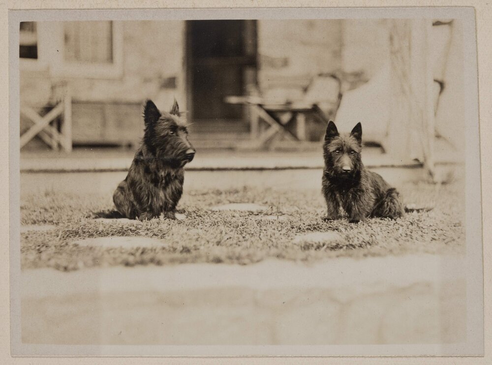 [Mabel and Russell Grimwade's pet Scottish Terrier dogs,] Westerfield