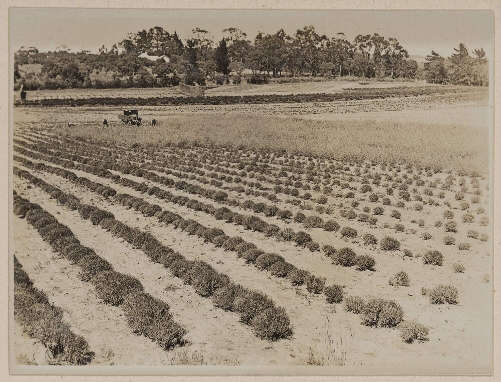 Lavender - Westerfield