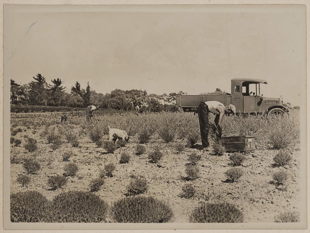 Lavender - Westerfield