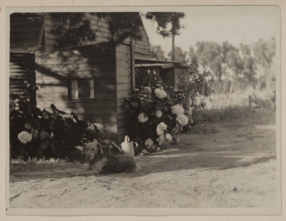 [Dog outside cottage] Prospect