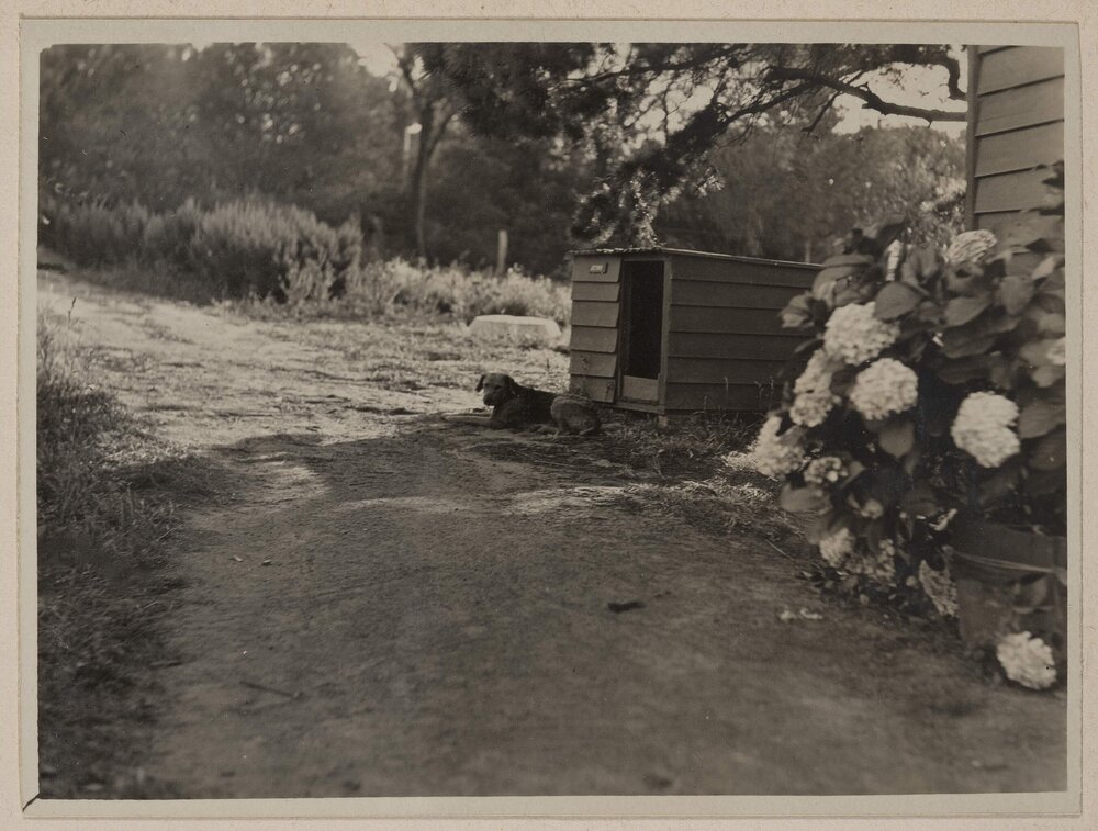 [Dog ouside his kennel] Prospect